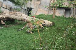 zoo-wuppertal-tschuna-daseep-10-110