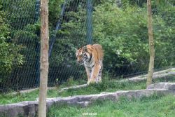 zoo-wuppertal-tschuna-daseep-11-001