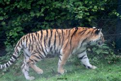zoo-wuppertal-tschuna-daseep-11-002