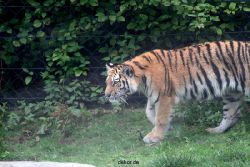 zoo-wuppertal-tschuna-daseep-11-003