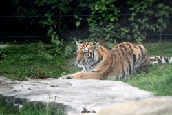 zoo-wuppertal-tschuna-daseep-11-004