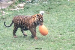 zoo-wuppertal-tschuna-daseep-11-005