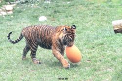 zoo-wuppertal-tschuna-daseep-11-006