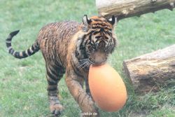 zoo-wuppertal-tschuna-daseep-11-007
