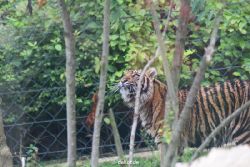 zoo-wuppertal-tschuna-daseep-11-008