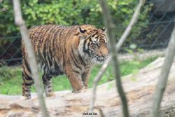 zoo-wuppertal-tschuna-daseep-11-009