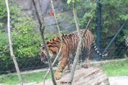 zoo-wuppertal-tschuna-daseep-11-010