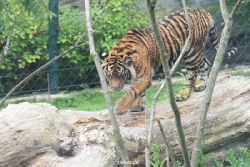 zoo-wuppertal-tschuna-daseep-11-011
