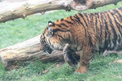 zoo-wuppertal-tschuna-daseep-11-015