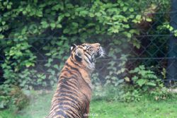 zoo-wuppertal-tschuna-daseep-11-016