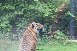 zoo-wuppertal-tschuna-daseep-11-017