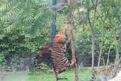 zoo-wuppertal-tschuna-daseep-11-020