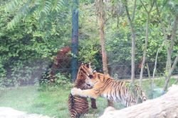 zoo-wuppertal-tschuna-daseep-11-021