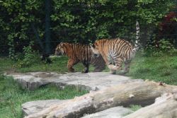 zoo-wuppertal-tschuna-daseep-11-022