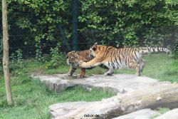zoo-wuppertal-tschuna-daseep-11-023