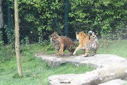 zoo-wuppertal-tschuna-daseep-11-024