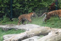 zoo-wuppertal-tschuna-daseep-11-026