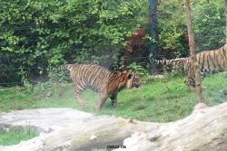 zoo-wuppertal-tschuna-daseep-11-027