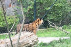 zoo-wuppertal-tschuna-daseep-11-029