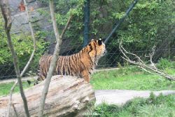 zoo-wuppertal-tschuna-daseep-11-030