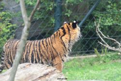 zoo-wuppertal-tschuna-daseep-11-031