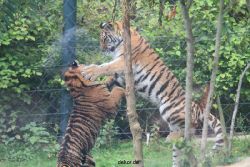 zoo-wuppertal-tschuna-daseep-11-032