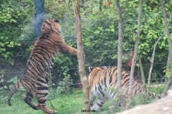 zoo-wuppertal-tschuna-daseep-11-033