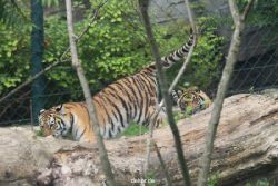 zoo-wuppertal-tschuna-daseep-11-034