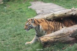 zoo-wuppertal-tschuna-daseep-11-035