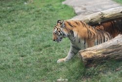 zoo-wuppertal-tschuna-daseep-11-036