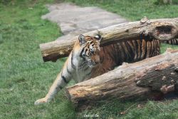 zoo-wuppertal-tschuna-daseep-11-037