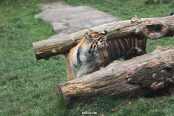 zoo-wuppertal-tschuna-daseep-11-038
