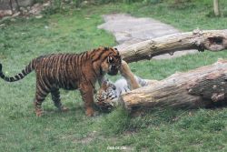 zoo-wuppertal-tschuna-daseep-11-039