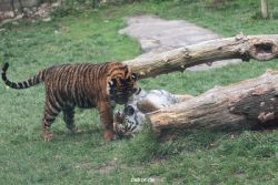 zoo-wuppertal-tschuna-daseep-11-040