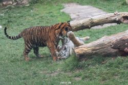 zoo-wuppertal-tschuna-daseep-11-042