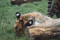 zoo-wuppertal-tschuna-daseep-11-046