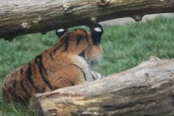 zoo-wuppertal-tschuna-daseep-11-047