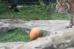 zoo-wuppertal-tschuna-daseep-11-050
