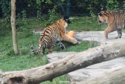 zoo-wuppertal-tschuna-daseep-11-052
