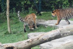 zoo-wuppertal-tschuna-daseep-11-053
