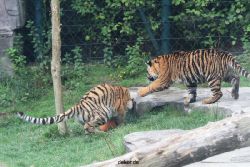 zoo-wuppertal-tschuna-daseep-11-054
