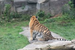 zoo-wuppertal-tschuna-daseep-11-055
