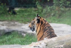 zoo-wuppertal-tschuna-daseep-11-056