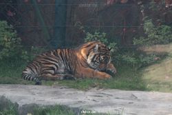 zoo-wuppertal-tschuna-daseep-12-002
