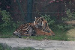 zoo-wuppertal-tschuna-daseep-12-003