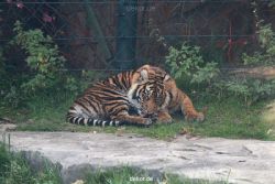 zoo-wuppertal-tschuna-daseep-12-004