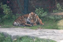 zoo-wuppertal-tschuna-daseep-12-005