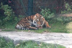 zoo-wuppertal-tschuna-daseep-12-006