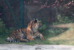 zoo-wuppertal-tschuna-daseep-12-009