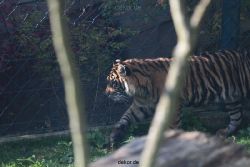 zoo-wuppertal-tschuna-daseep-12-010